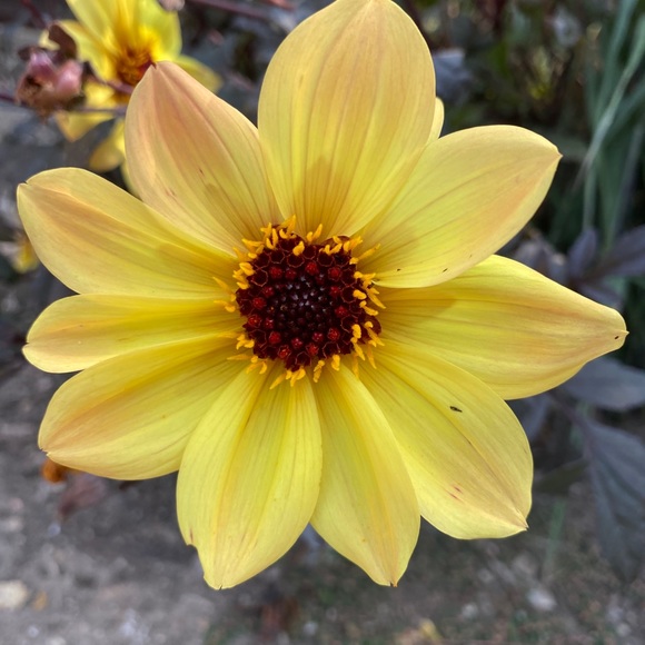 Meet your Posher, Samantha - Picture 1 of 1